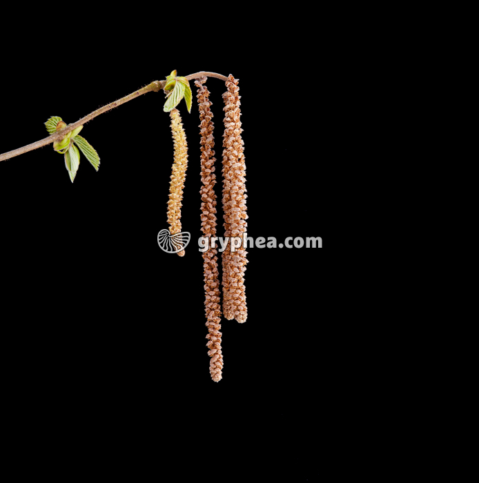 Noisetier (Corylus avellana) - Chatons mâles  - gryphea.com